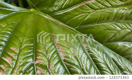 Decorative indoor plants. Close-up view of leaves. Room interior decoration. Decorative indoor plants. Close-up view of leaves. Room interior decoration. 128373363