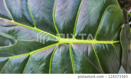 Decorative indoor plants. Close-up view of leaves. Room interior decoration. 128373365