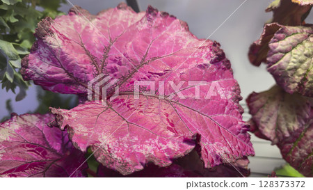 Decorative indoor plants. Close-up view of leaves. Room interior decoration. Decorative indoor plants. Close-up view of leaves. Room interior decoration. 128373372