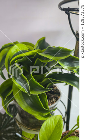 Decorative indoor plants. Close-up view of leaves. Room interior decoration. 128373379