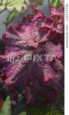 Decorative indoor plants. Close-up view of leaves. Room interior decoration. Decorative indoor plants. Close-up view of leaves. Room interior decoration. 128373380