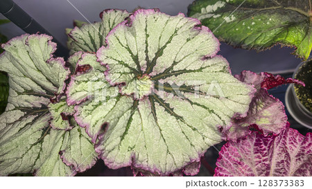 Decorative indoor plants. Close-up view of leaves. Room interior decoration. Decorative indoor plants. Close-up view of leaves. Room interior decoration. 128373383