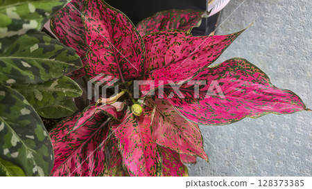 Decorative indoor plants. Close-up view of leaves. Room interior decoration. Decorative indoor plants. Close-up view of leaves. Room interior decoration. 128373385