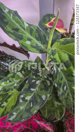 Decorative indoor plants. Close-up view of leaves. Room interior decoration. Decorative indoor plants. Close-up view of leaves. Room interior decoration. 128373387