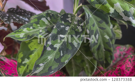 Decorative indoor plants. Close-up view of leaves. Room interior decoration. 128373388