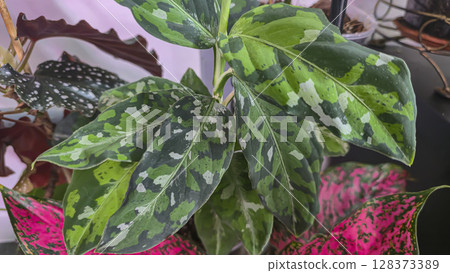 Decorative indoor plants. Close-up view of leaves. Room interior decoration. Decorative indoor plants. Close-up view of leaves. Room interior decoration. 128373389