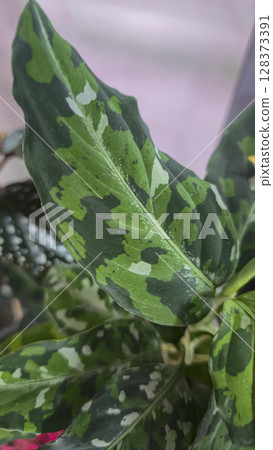 Decorative indoor plants. Close-up view of leaves. Room interior decoration. Decorative indoor plants. Close-up view of leaves. Room interior decoration. 128373391