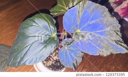 Decorative indoor plants - begonias with blue leaves. Interior decoration of the room. Decorative indoor plants - begonias with blue leaves. Interior decoration of the room. 128373395