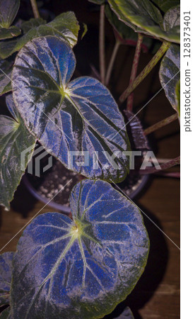 Decorative indoor plants - begonias with blue leaves. Interior decoration of the room. Decorative indoor plants - begonias with blue leaves. Interior decoration of the room. 128373401