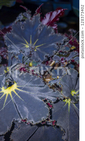 Decorative indoor plants - begonias with blue leaves. Interior decoration of the room. Decorative indoor plants - begonias with blue leaves. Interior decoration of the room. 128373402
