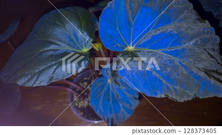 Decorative indoor plants - begonias with blue leaves. Interior decoration of the room. Decorative indoor plants - begonias with blue leaves. Interior decoration of the room. 128373405