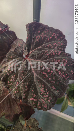 Decorative indoor plants - begonias with blue leaves. Interior decoration of the room. Decorative indoor plants - begonias with blue leaves. Interior decoration of the room. 128373408