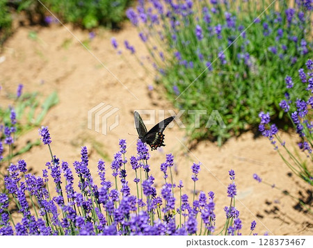 Lavender flowers and swallowtail butterfly Lavender flowers and swallowtail butterfly 128373467