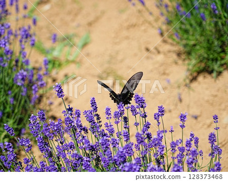 Lavender flowers and swallowtail butterfly Lavender flowers and swallowtail butterfly 128373468