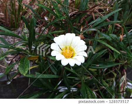 Flowers on the path 128373517