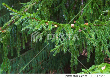 Close up of a green fir cone on a fir tree branch, young fir cone showing a green hue with hints of pink at its tips 128373539