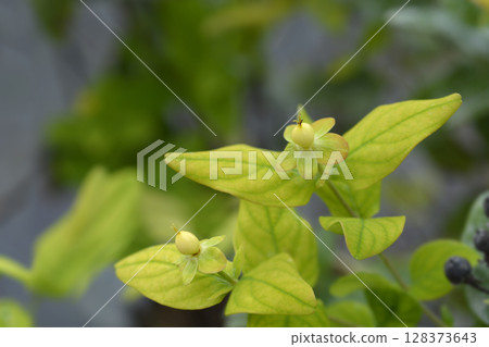 St. Johns Wort Magical Beauty St. Johns Wort Magical Beauty 128373643