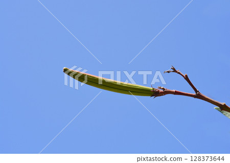 Common oleander Common oleander 128373644