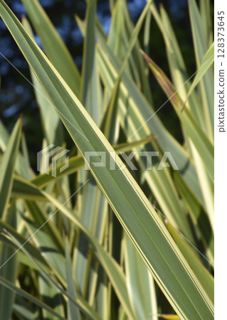 Variegated New Zealand flax 128373645