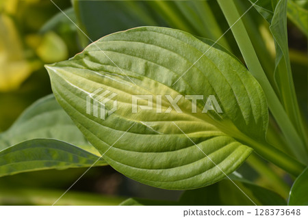 Hosta Striptease 128373648