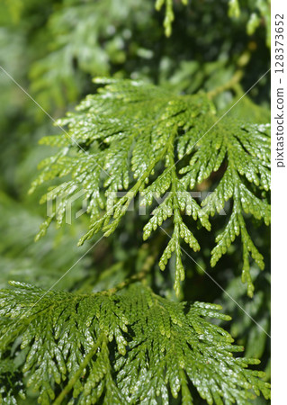 Western Red Cedar 128373652