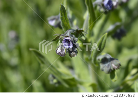 Blue Houndstongue Blue Houndstongue 128373658