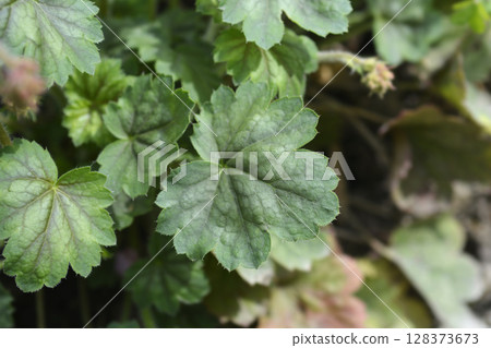 Coral Bells Splendens 128373673