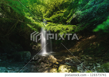 仲夏谷和綠楓 128373741