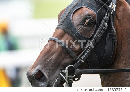 賽馬場風景:直線奔跑的馬匹,福島縣福島市 賽馬場風景:直線奔跑的馬匹,福島縣福島市 128373841