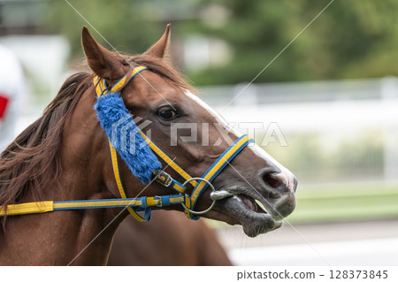 賽馬場風景：直線奔跑的馬匹，福島縣福島市 128373845