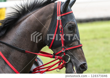 賽馬場風景:直線奔跑的馬匹,福島縣福島市 賽馬場風景:直線奔跑的馬匹,福島縣福島市 128373846