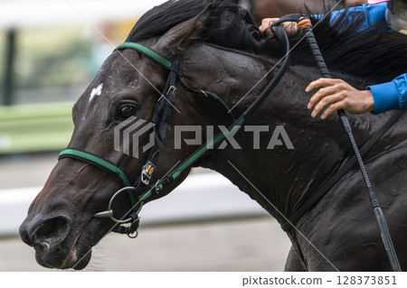 Scenery of a horse racing track: Horses running in a straight line, Fukushima City, Fukushima Prefecture Scenery of a horse racing track: Horses running in a straight line, Fukushima City, Fukushima Prefecture 128373851