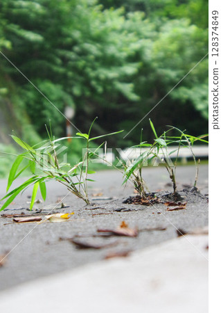 攻擊竹子 攻擊竹子 128374849