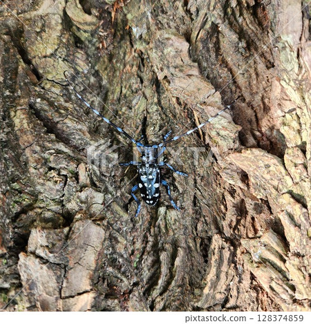 Lady beetle Lady beetle 128374859