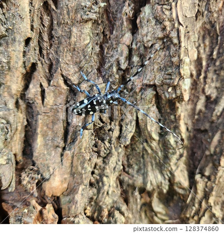 Lady beetle Lady beetle 128374860