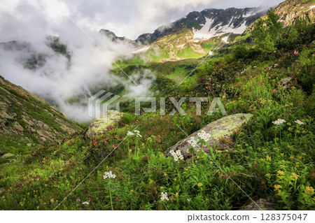 Summer blooming mountain meadow, Summer blooming mountain meadow, 128375047