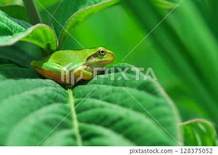 Japanese tree frog gazing into the distance 128375052