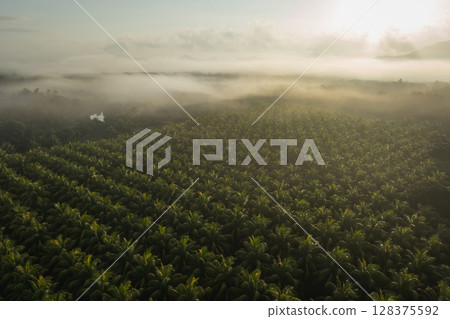 Aerial view of coconut trees field in the sunrise 128375592