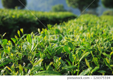 Green tea trees grow in spring 128375594