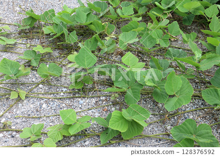 Kudzu overgrows 128376592