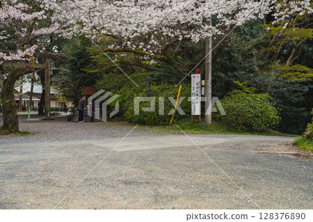 磐田市杜鵑公園的櫻花（靜岡縣） 128376890