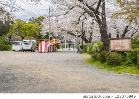 磐田市杜鵑公園的櫻花（靜岡縣） 128376949