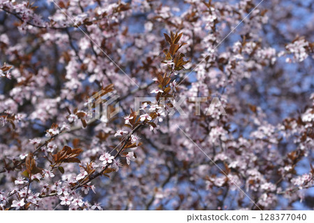 Black Cherry Plum 128377040