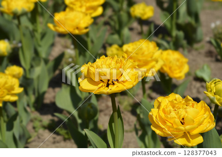 Tulip Yellow Pomponette Tulip Yellow Pomponette 128377043