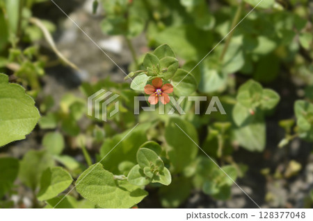 Scarlet pimpernel 128377048