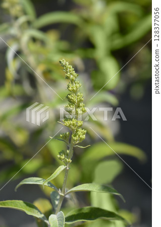 Summer lilac White Profusion 128377056