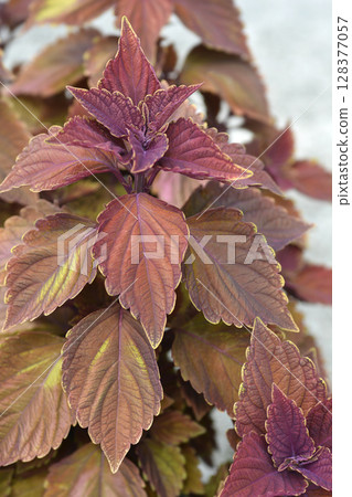 Painted nettle 128377057