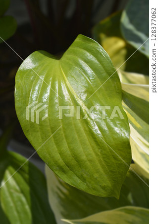 Gooseberry Sundae Hosta Gooseberry Sundae Hosta 128377062