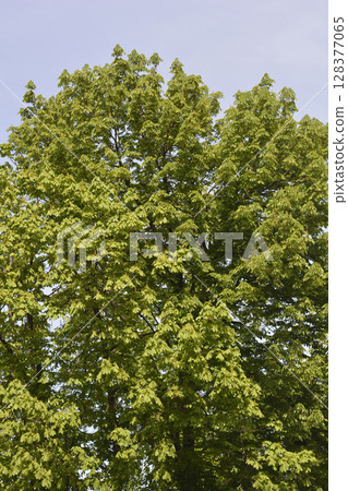 Common horse chestnut Common horse chestnut 128377065