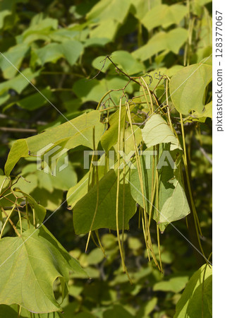 Yellow catalpa Yellow catalpa 128377067